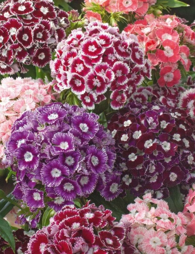 Törökszegfű magkeverék - Dianthus barbatus, Dianthus barbatus, ehető virág